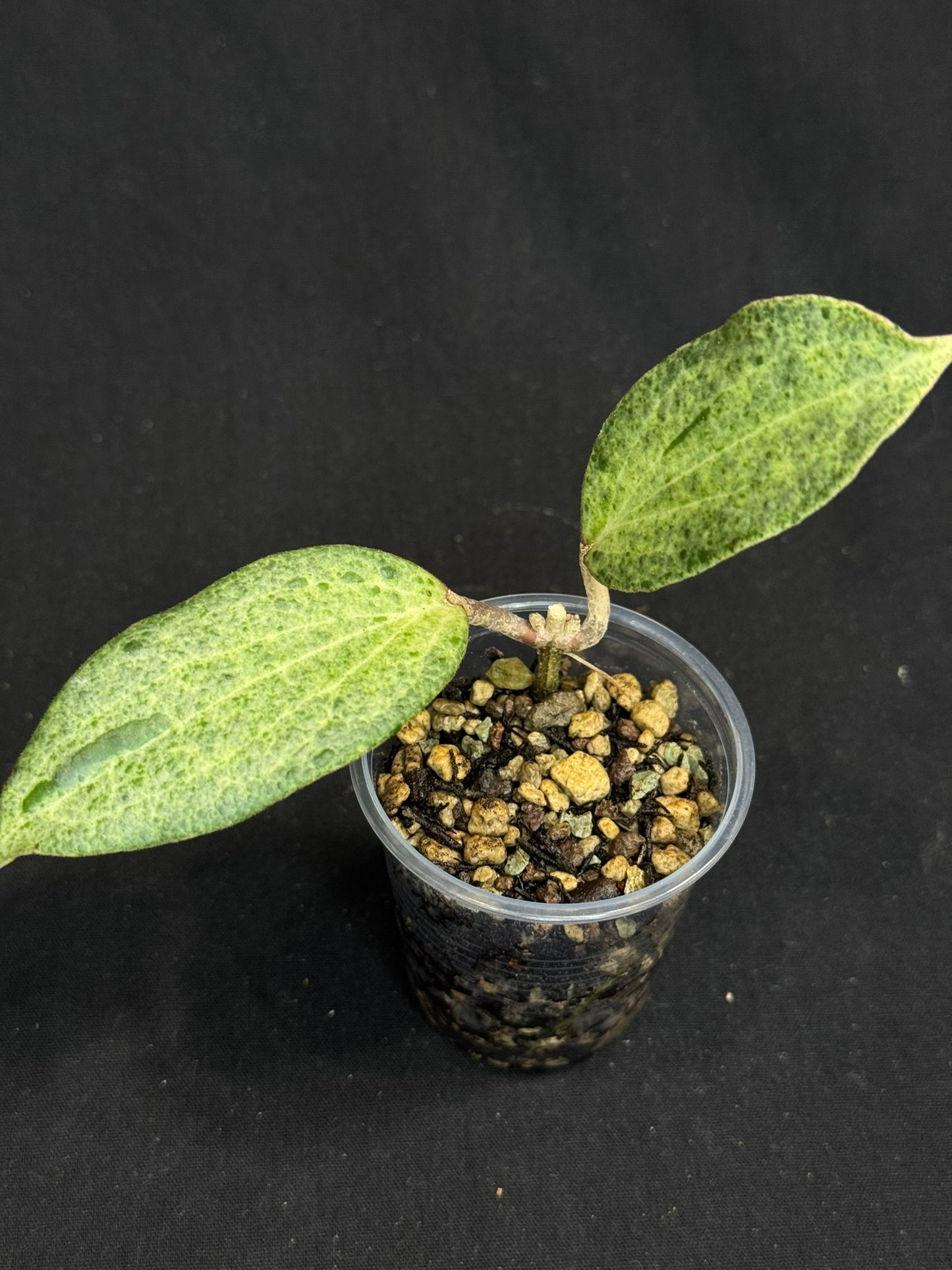 UNICORN🦄! Hoya crocodile, nice variegation color, super rare (Upgrade Shipping is recommended)