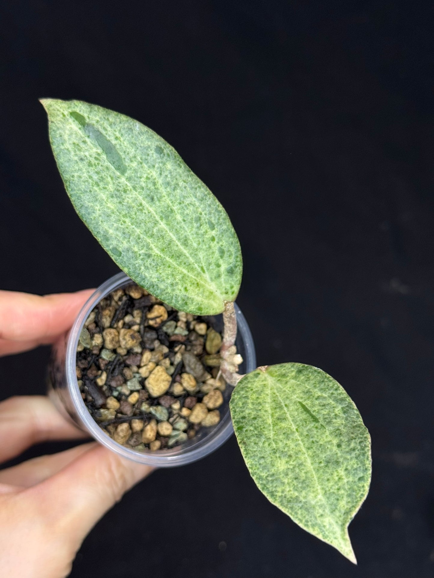 UNICORN🦄! Hoya crocodile, nice variegation color, super rare (Upgrade Shipping is recommended)