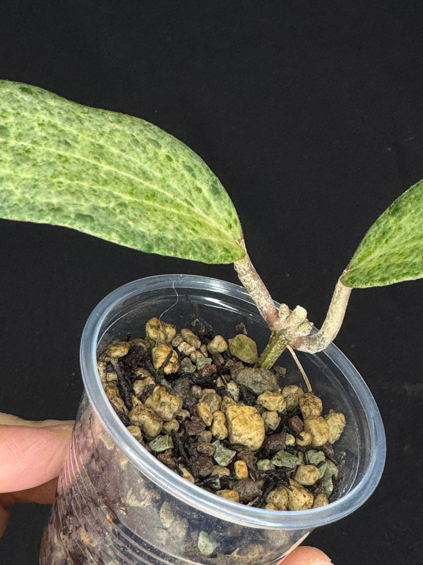 UNICORN🦄! Hoya crocodile, nice variegation color, super rare (Upgrade Shipping is recommended)