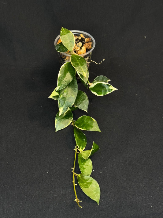 Hoya Lacunosa Asami (clone 2), rare, nice variegation