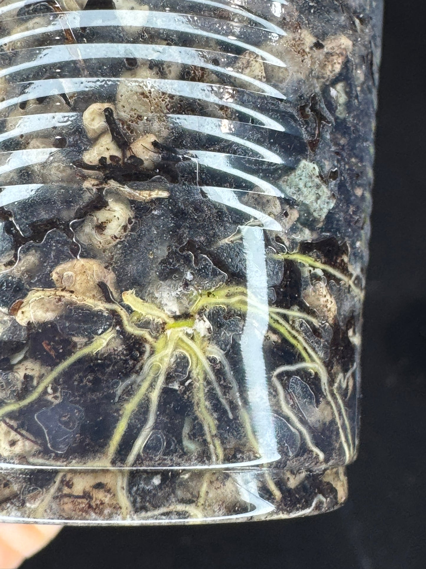 UNICORN🦄! Hoya crocodile, nice variegation color, super rare (Upgrade Shipping is recommended)