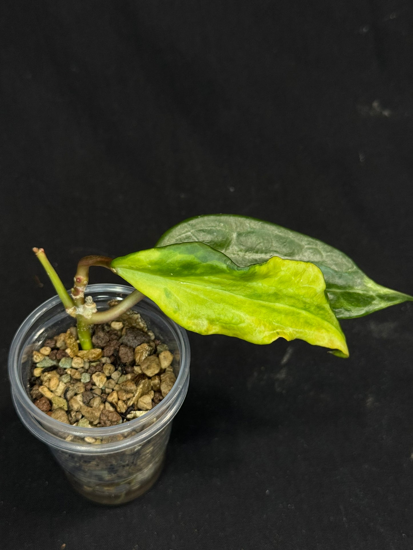 UNICORN🦄! Hoya latifolia peridot, nice variegation color, multiple growths, super rare (Upgrade Shipping is recommended)