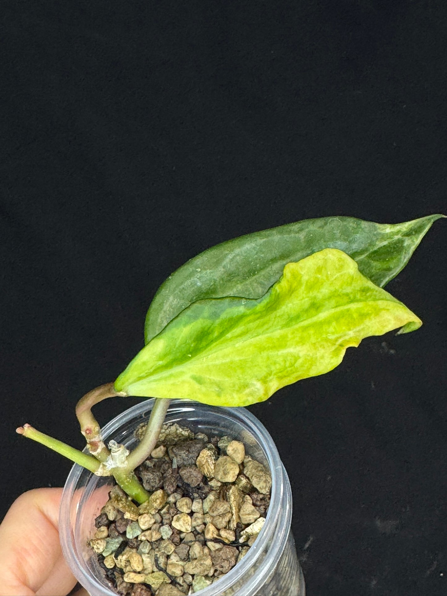 UNICORN🦄! Hoya latifolia peridot, nice variegation color, multiple growths, super rare (Upgrade Shipping is recommended)