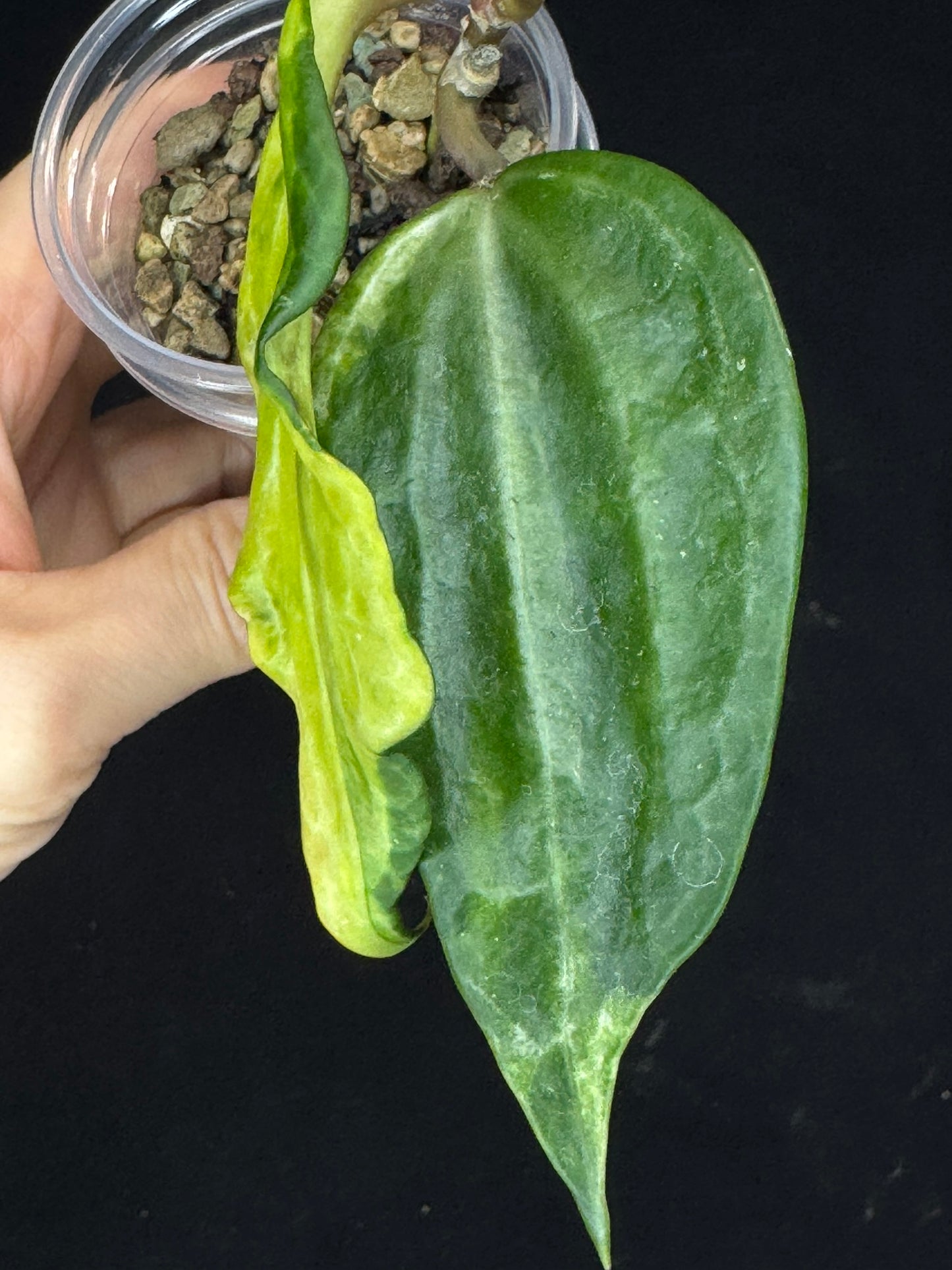 UNICORN🦄! Hoya latifolia peridot, nice variegation color, multiple growths, super rare (Upgrade Shipping is recommended)