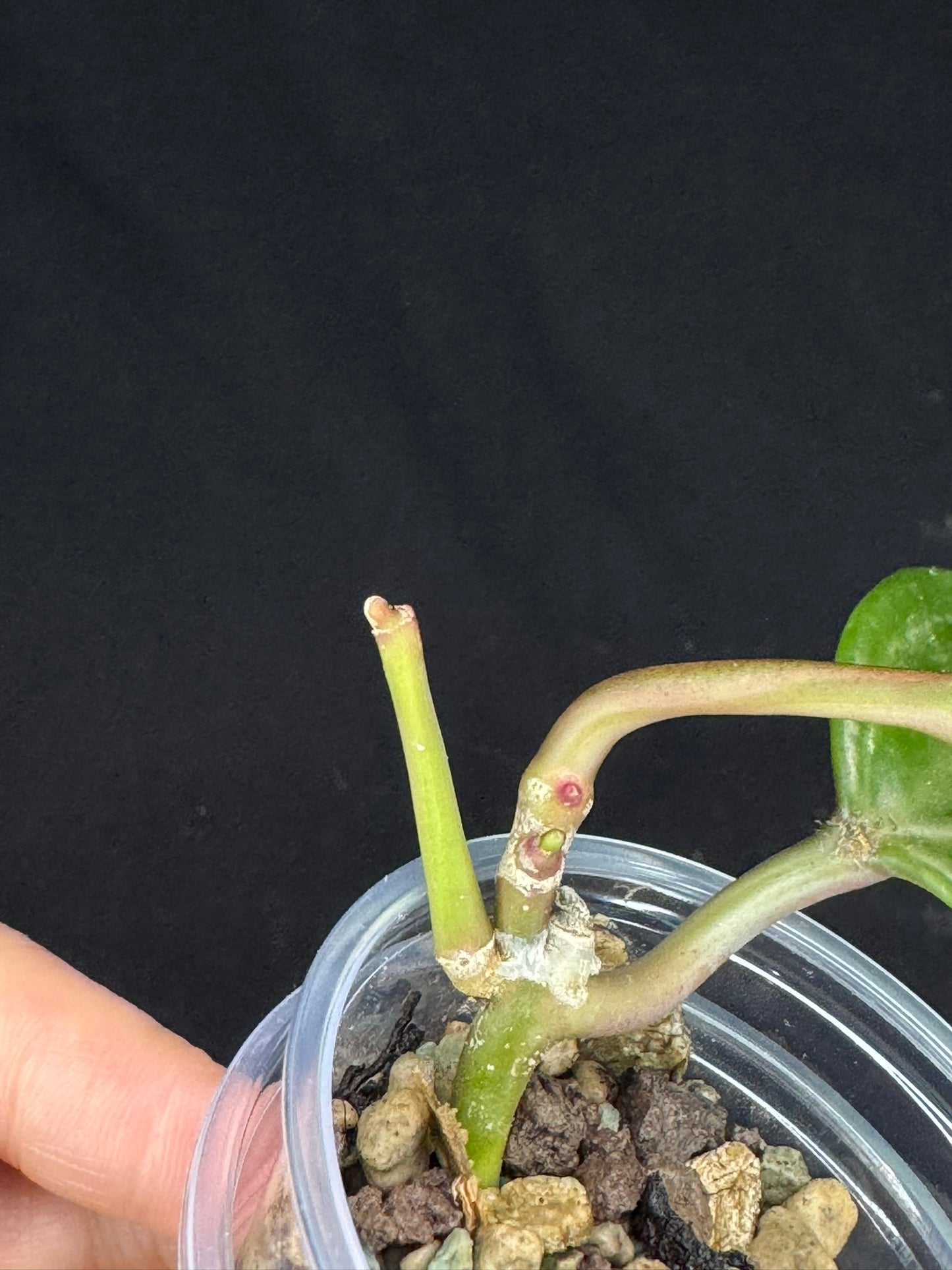 UNICORN🦄! Hoya latifolia peridot, nice variegation color, multiple growths, super rare (Upgrade Shipping is recommended)