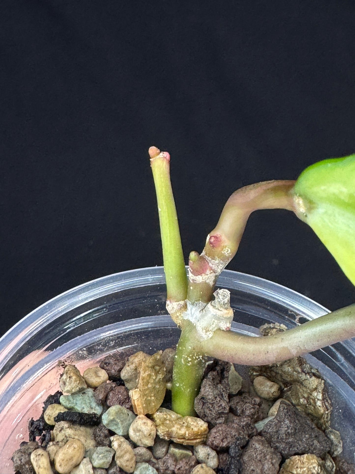 UNICORN🦄! Hoya latifolia peridot, nice variegation color, multiple growths, super rare (Upgrade Shipping is recommended)