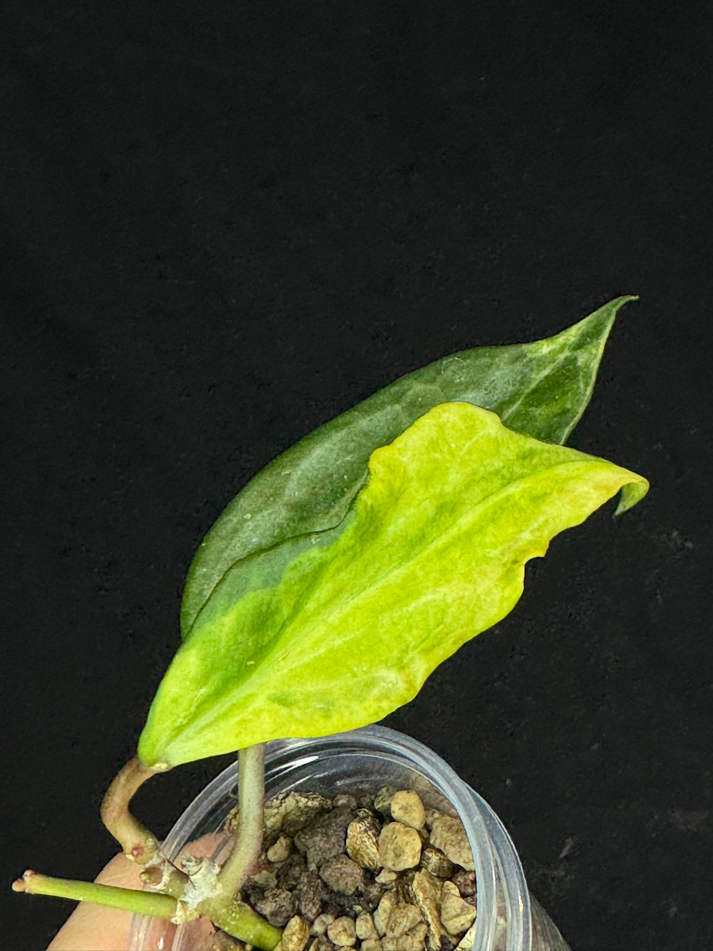 UNICORN🦄! Hoya latifolia peridot, nice variegation color, multiple growths, super rare (Upgrade Shipping is recommended)