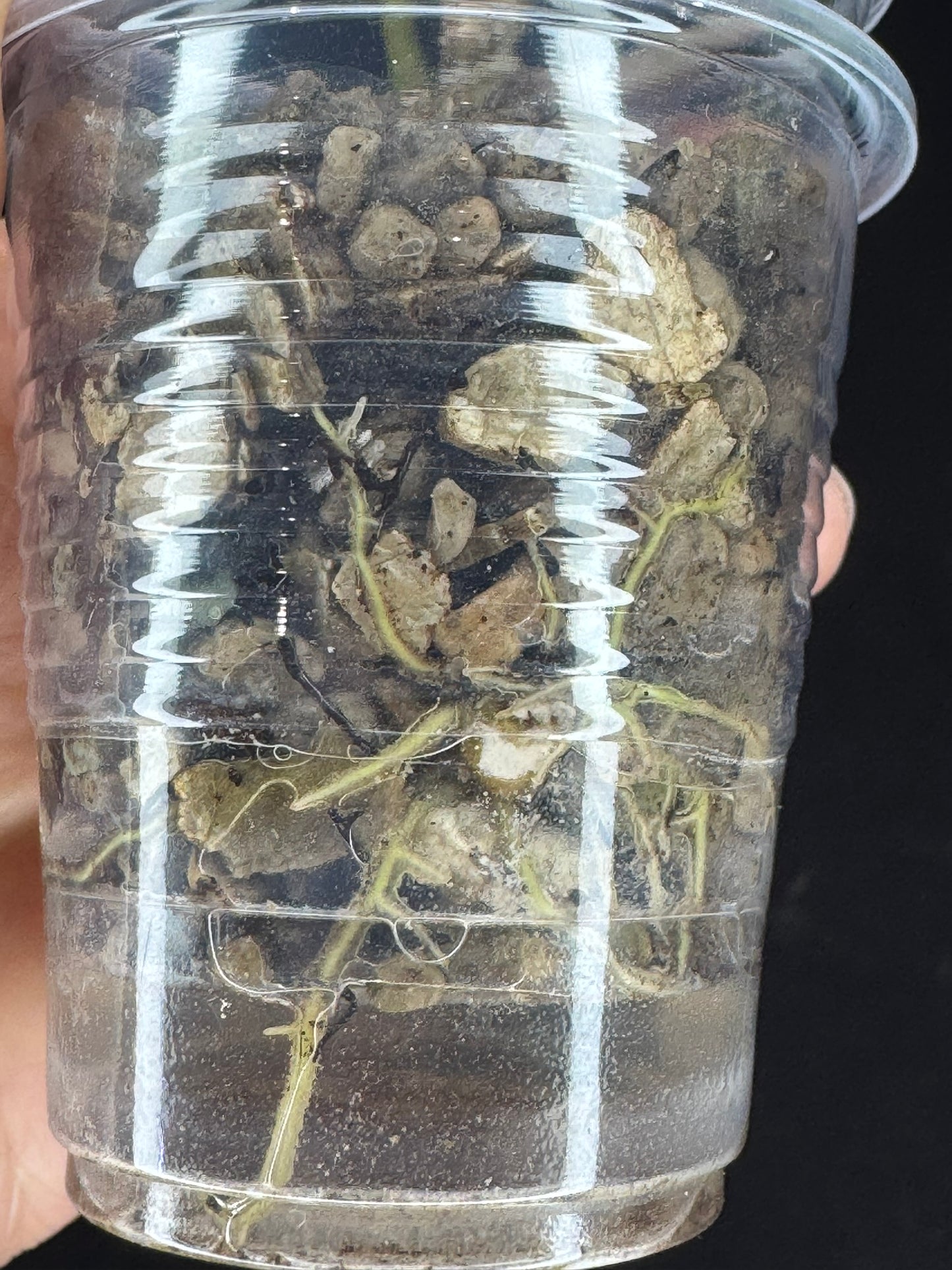 UNICORN🦄! Hoya latifolia peridot, nice variegation color, multiple growths, super rare (Upgrade Shipping is recommended)