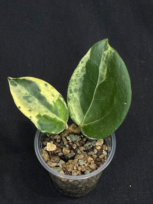 UNICORN🦄! Hoya candy, nice variegation color,  super rare (Upgrade Shipping is recommended)