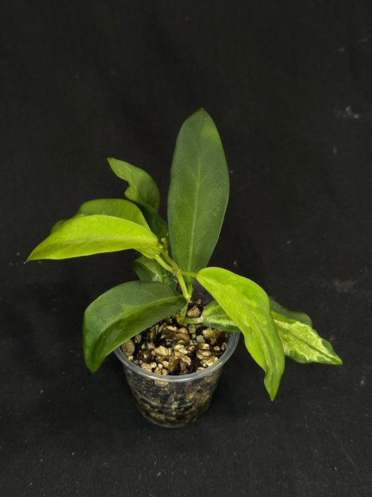 UNICORN🦄! Hoya pimenteliana (inner variegated), nice variegation color, super rare (Upgrade Shipping is recommended)
