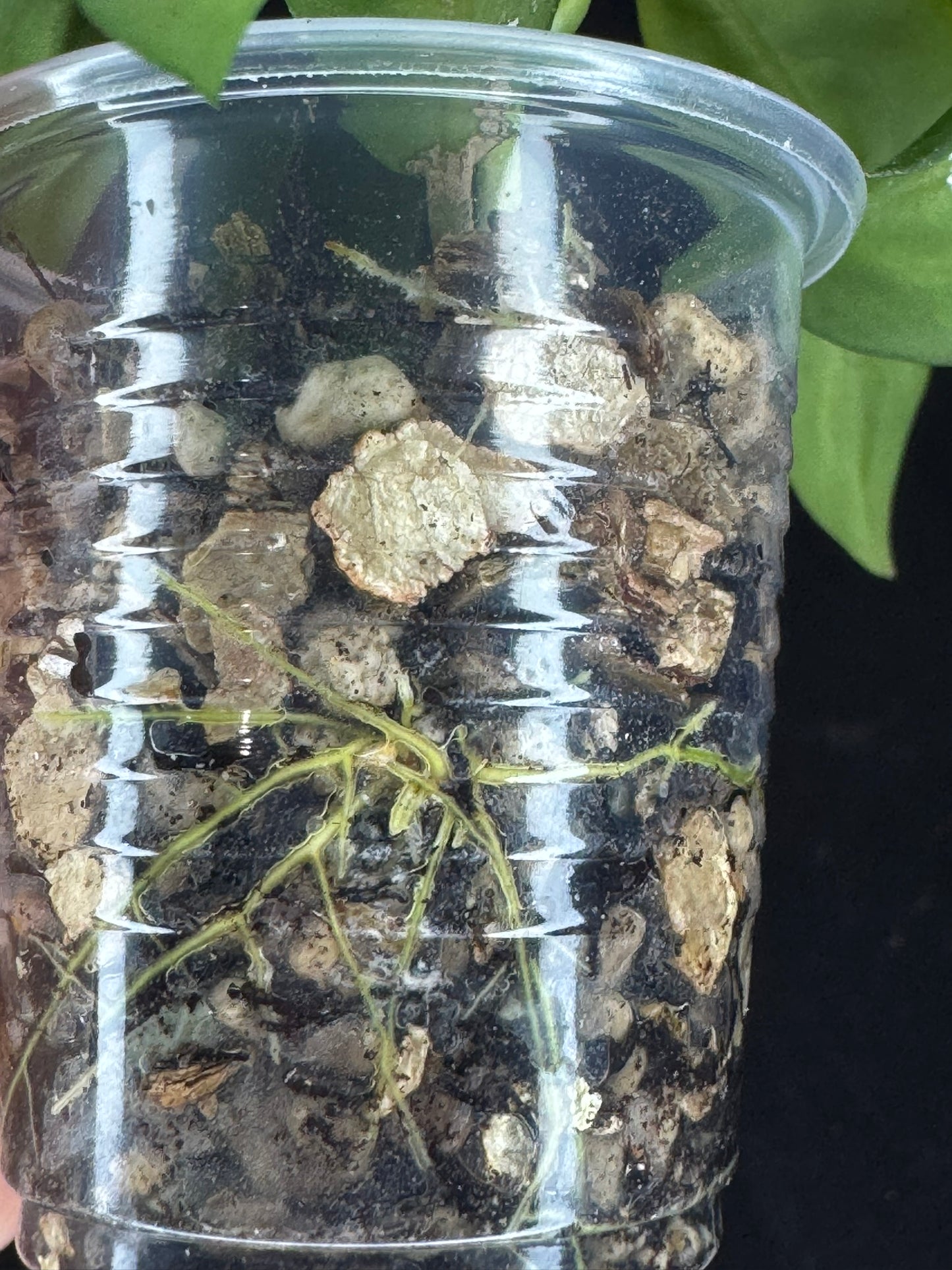 UNICORN🦄! Hoya pimenteliana (inner variegated), nice variegation color, super rare (Upgrade Shipping is recommended)