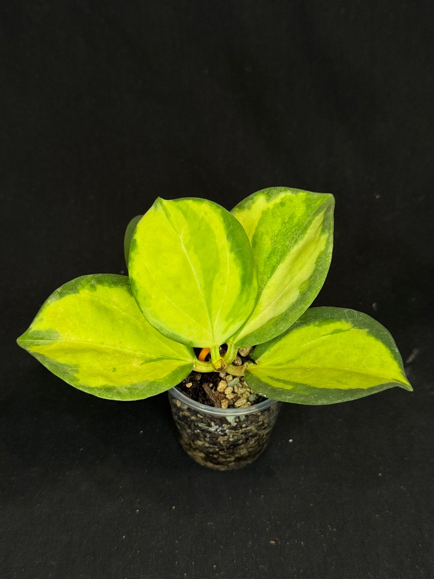 Hoya pachyclada variegata (inner), nice variegation