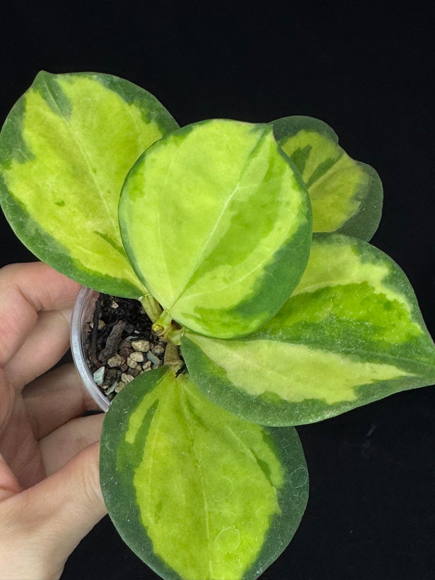 Hoya pachyclada variegata (inner), nice variegation