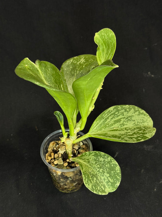 UNICORN🦄! Hoya pachyclada splash, established splashy plant with multiple leaves, rare