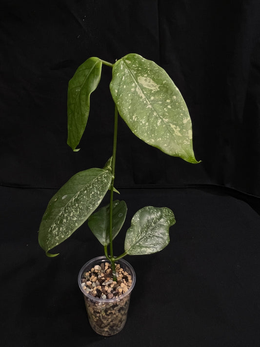 Hoya Coriacea splash, nice splashy leaves