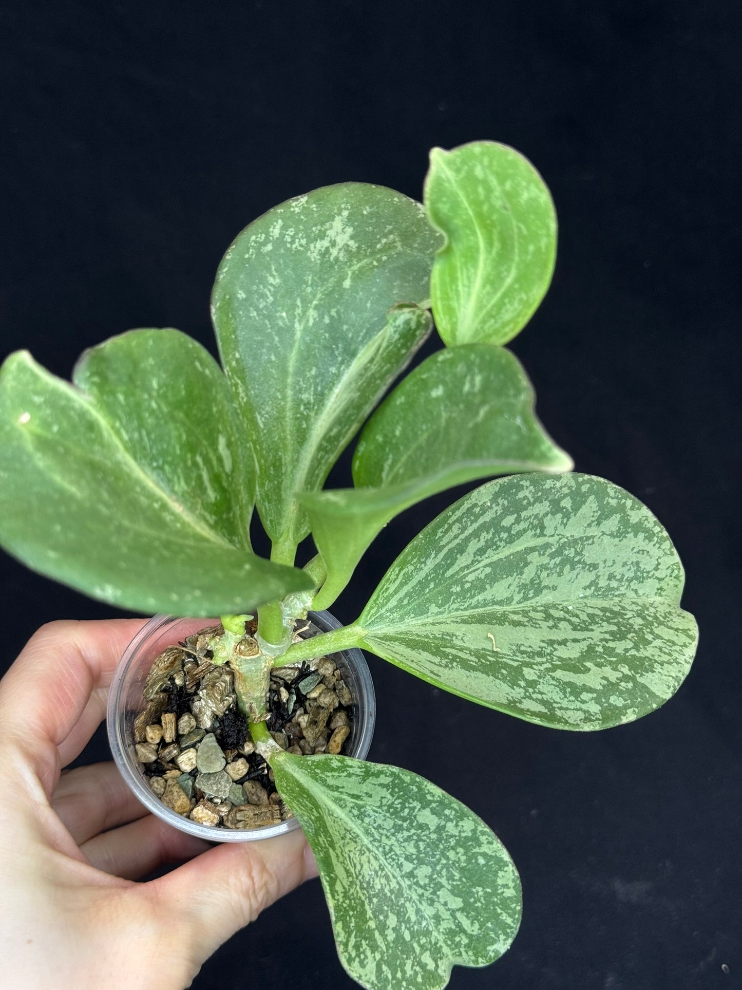 UNICORN🦄! Hoya pachyclada splash, established splashy plant with multiple leaves, rare