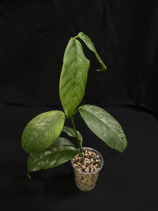 Hoya Coriacea splash, nice splashy leaves