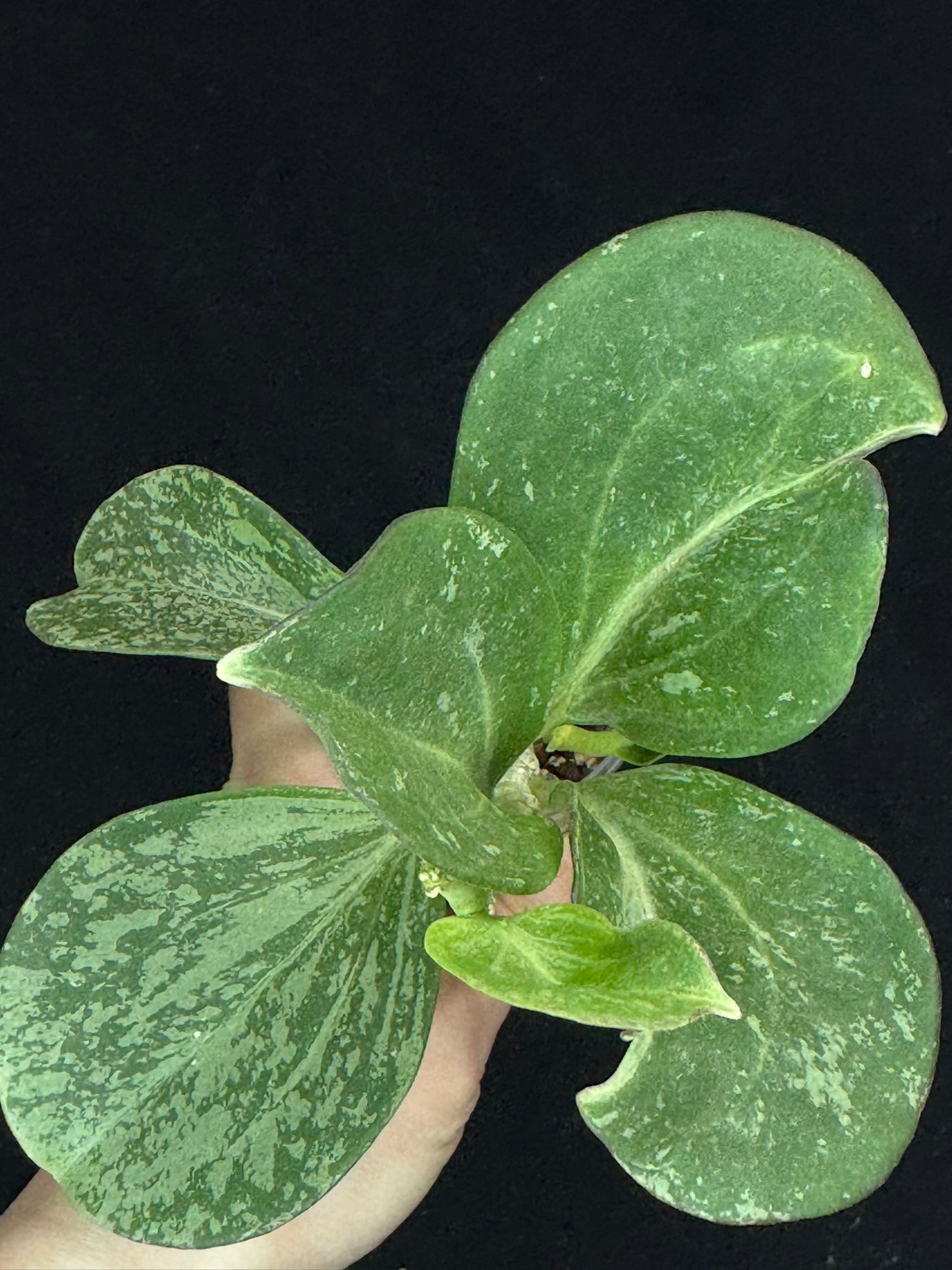 UNICORN🦄! Hoya pachyclada splash, established splashy plant with multiple leaves, rare