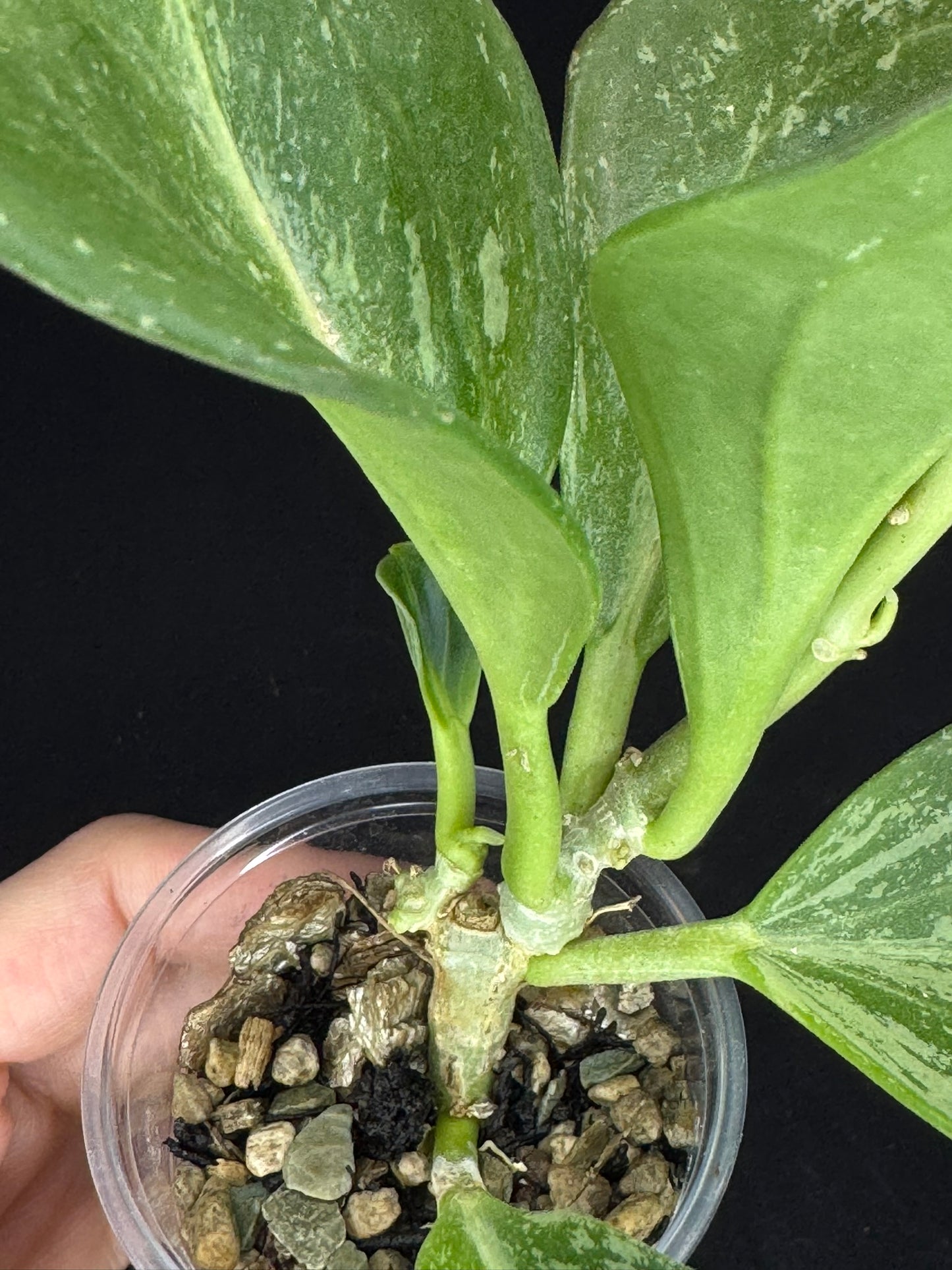 UNICORN🦄! Hoya pachyclada splash, established splashy plant with multiple leaves, rare