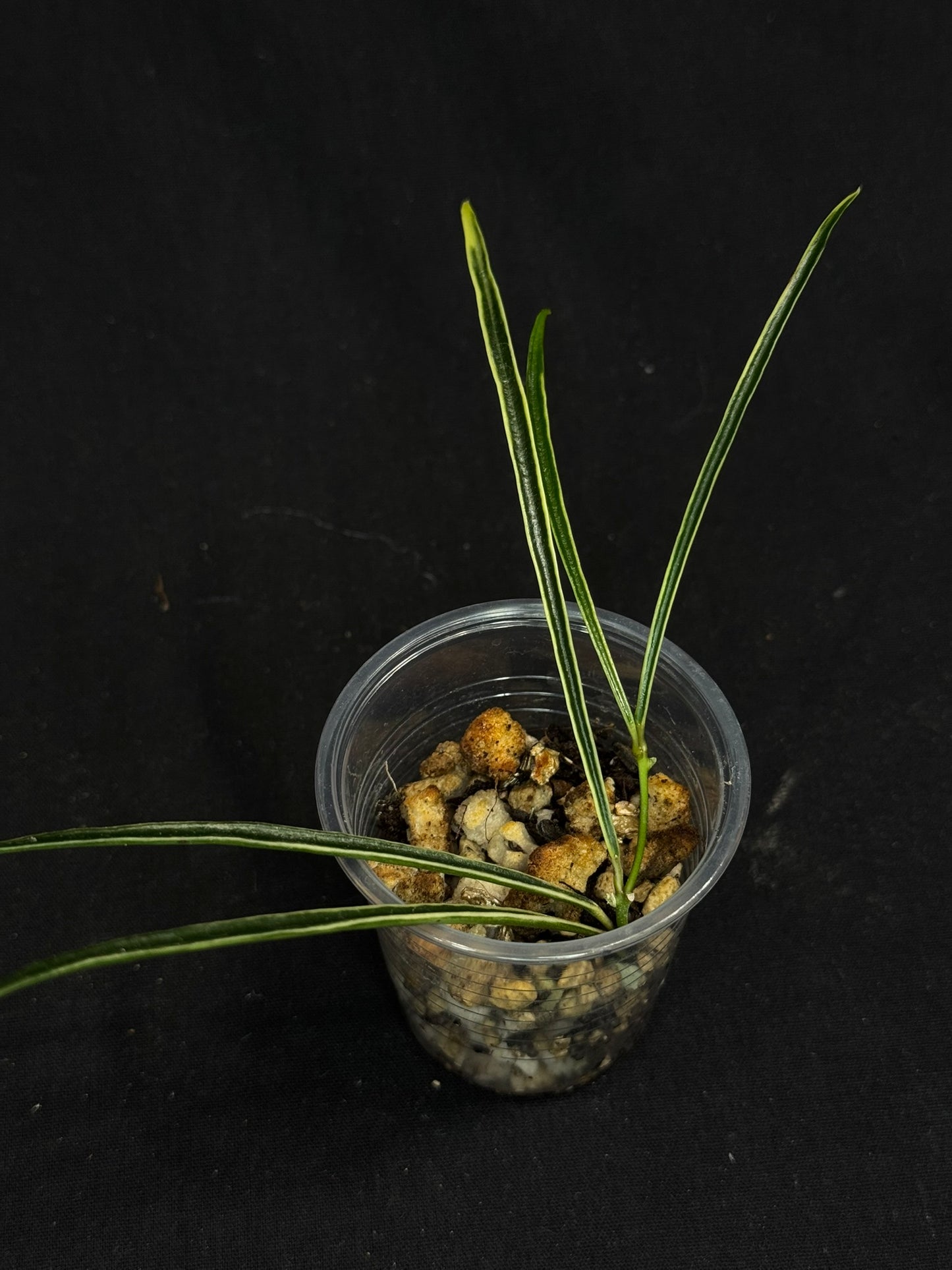 Hoya acicularis albomarginata, special leaves