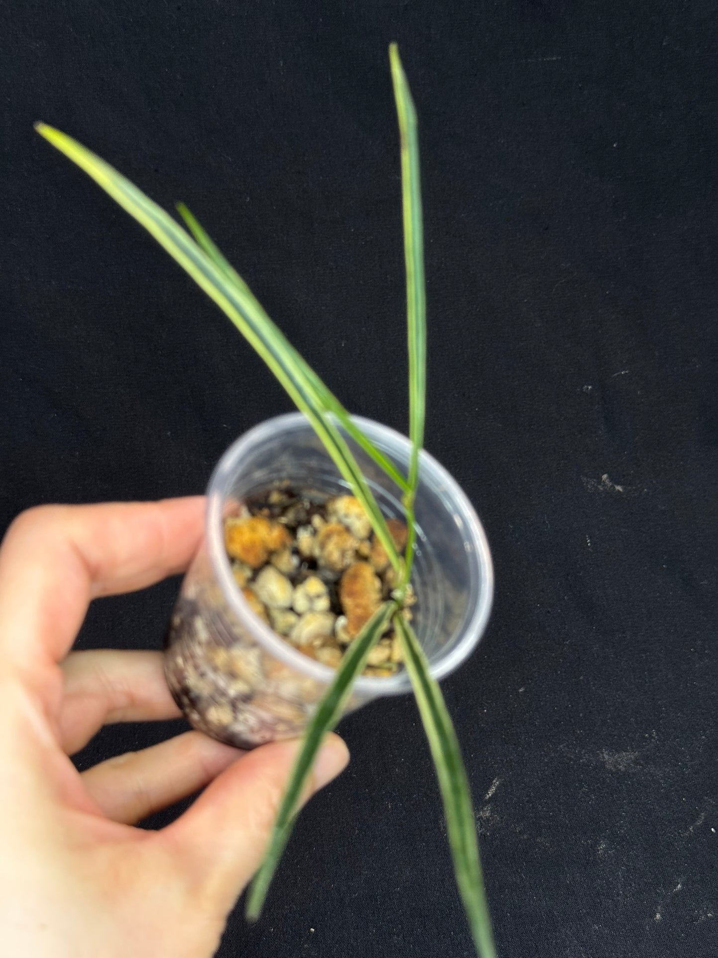 Hoya acicularis albomarginata, special leaves