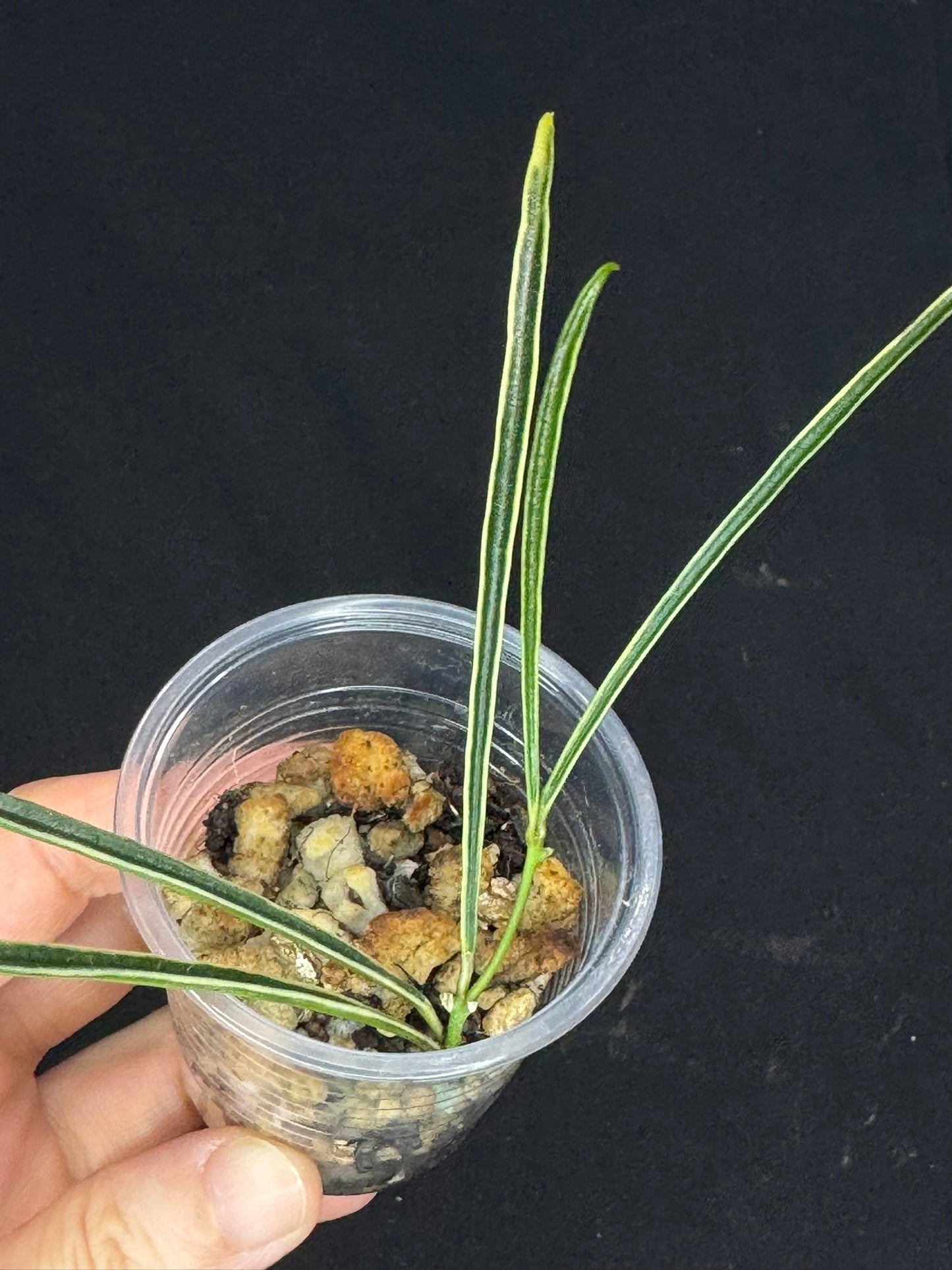 Hoya acicularis albomarginata, special leaves