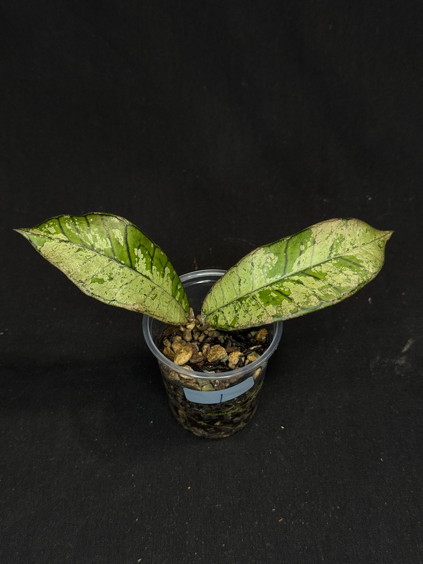 Hoya gunung gading ghost GGG (#1), nice veins and silvery/splashy leaves