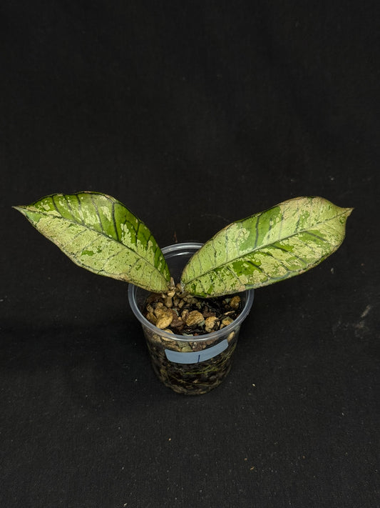 Hoya gunung gading ghost GGG (#1), nice veins and silvery/splashy leaves