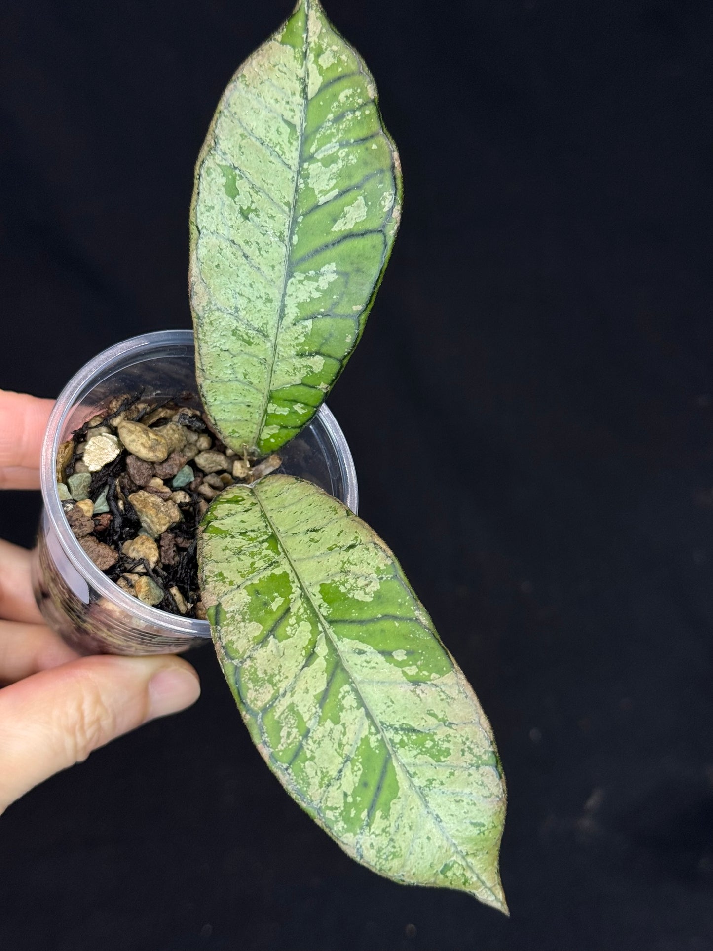 Hoya gunung gading ghost GGG (#1), nice veins and silvery/splashy leaves