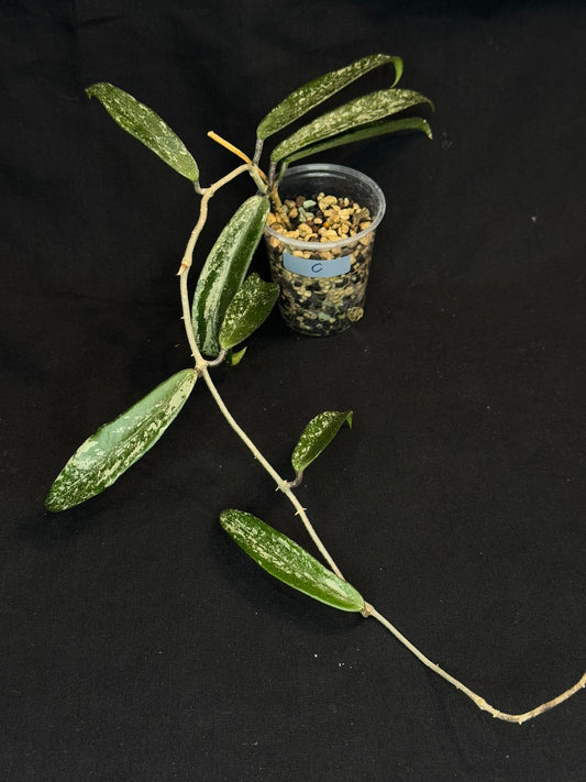 Hoya minibell splash, nice splashy leaves (#C)