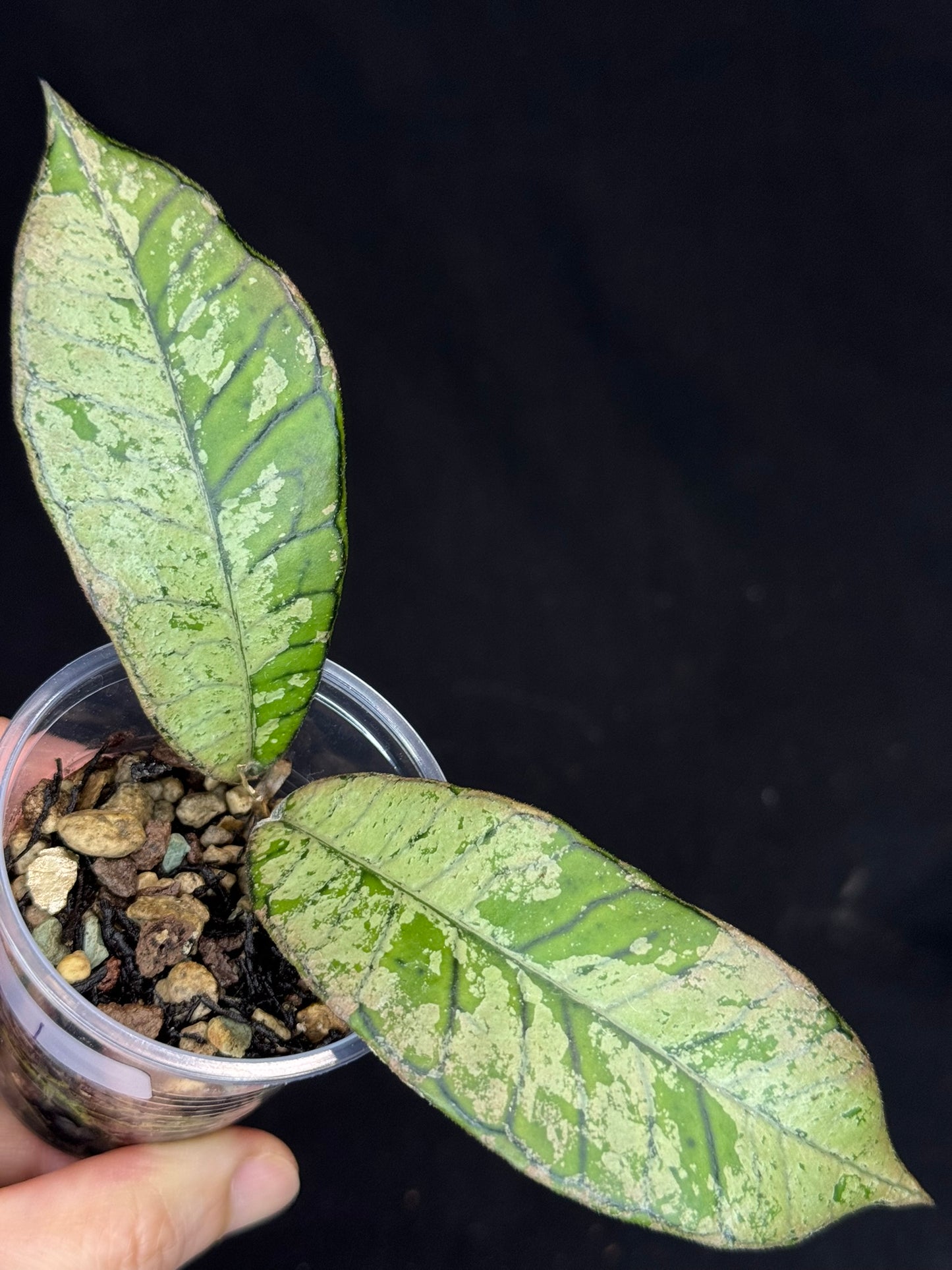 Hoya gunung gading ghost GGG (#1), nice veins and silvery/splashy leaves