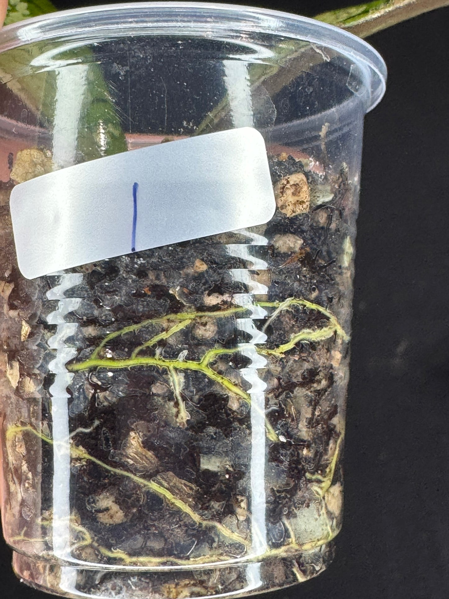 Hoya gunung gading ghost GGG (#1), nice veins and silvery/splashy leaves