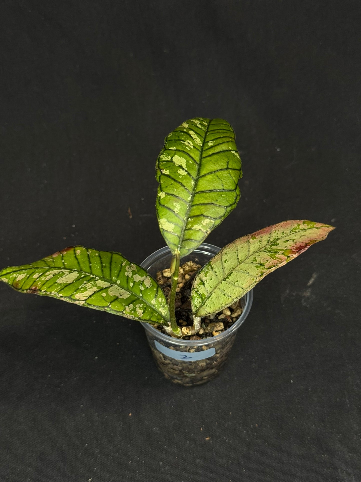 Hoya gunung gading ghost GGG (#2), nice veins and silvery/splashy leaves