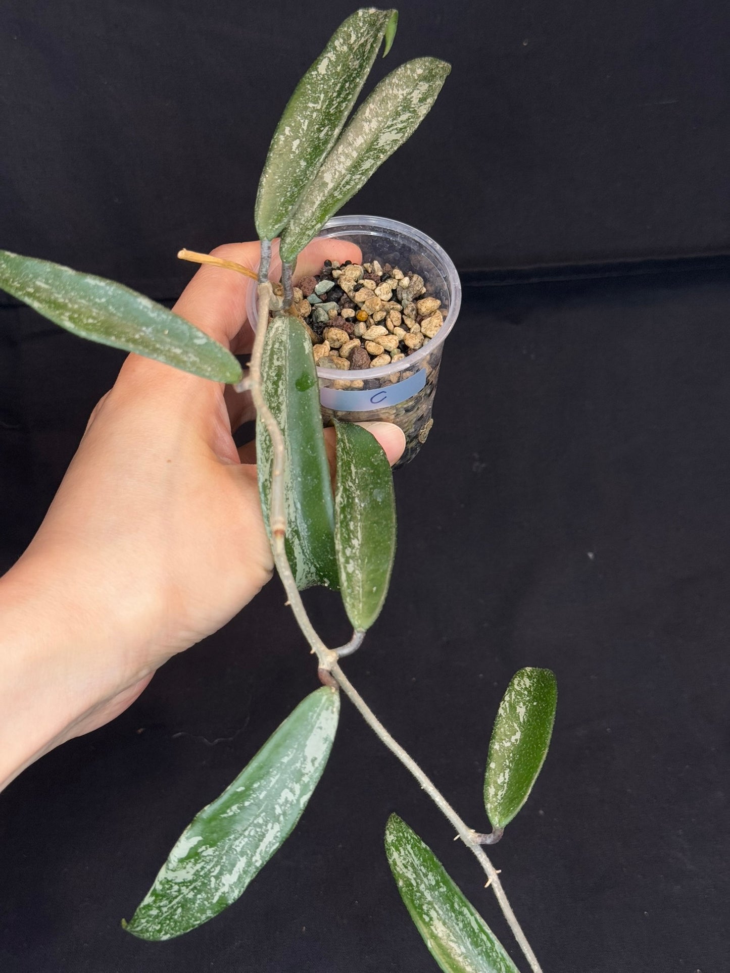 Hoya minibell splash, nice splashy leaves (#C)