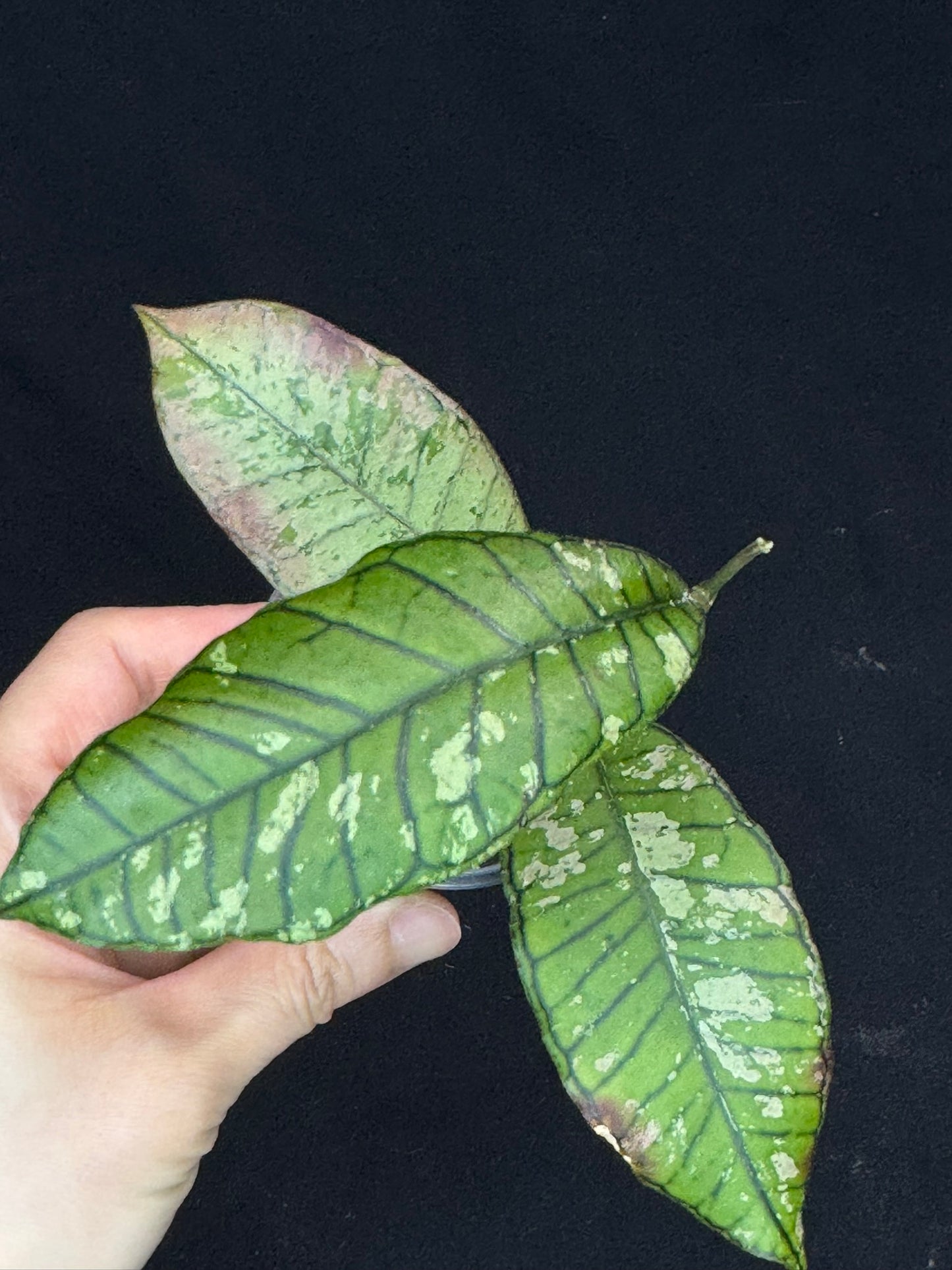 Hoya gunung gading ghost GGG (#2), nice veins and silvery/splashy leaves