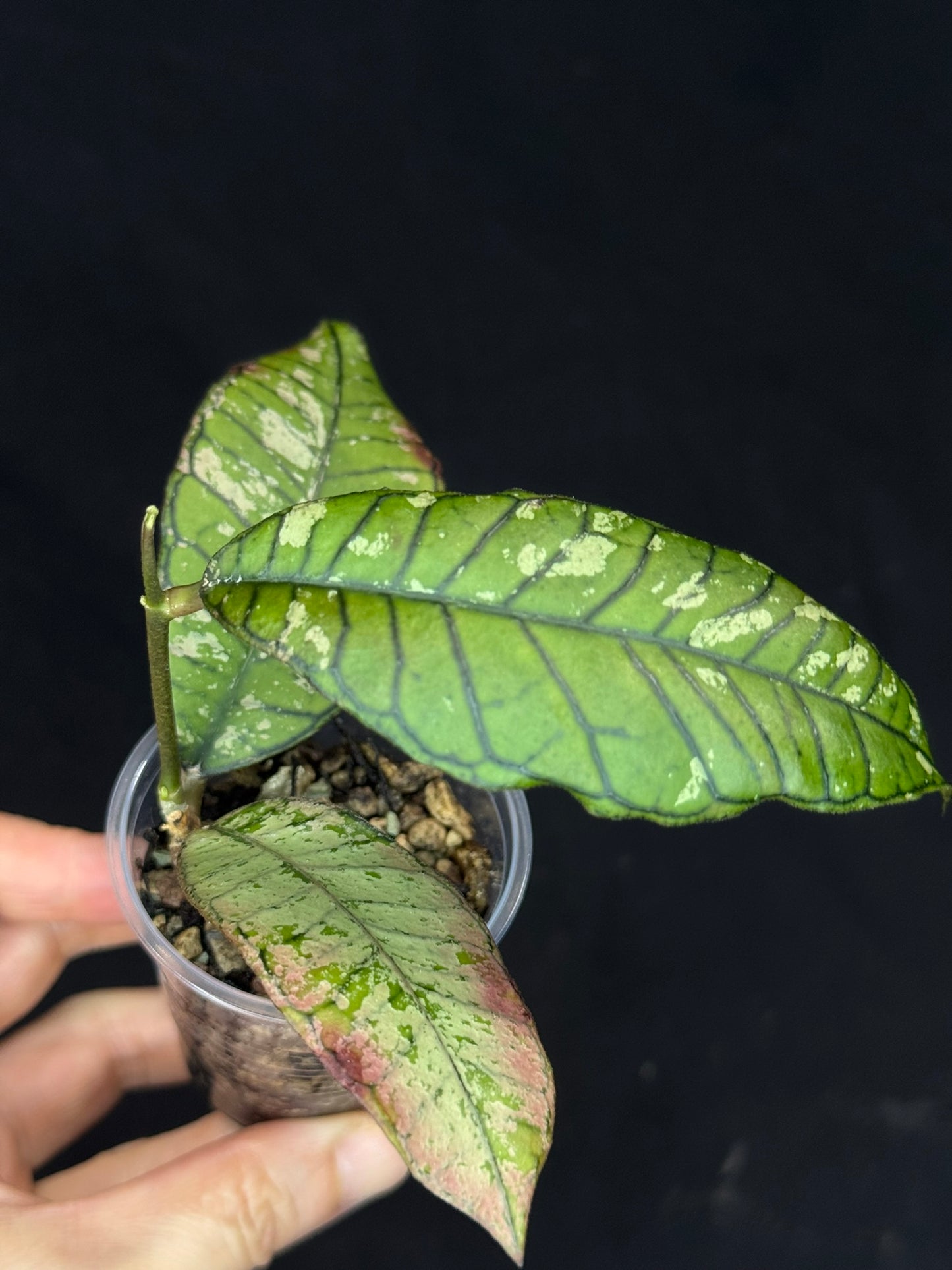 Hoya gunung gading ghost GGG (#2), nice veins and silvery/splashy leaves