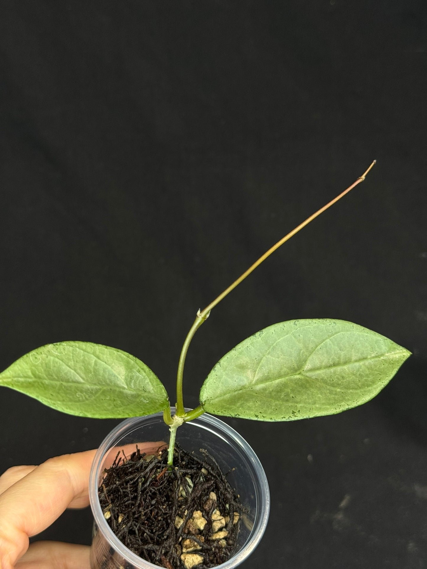 UNICORN🦄! Hoya Lai Chau Silver (#1),  silvery light green leaves, rare