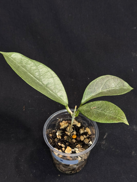 UNICORN🦄! Hoya Lai Chau Silver (#2),  silvery light green leaves, rare