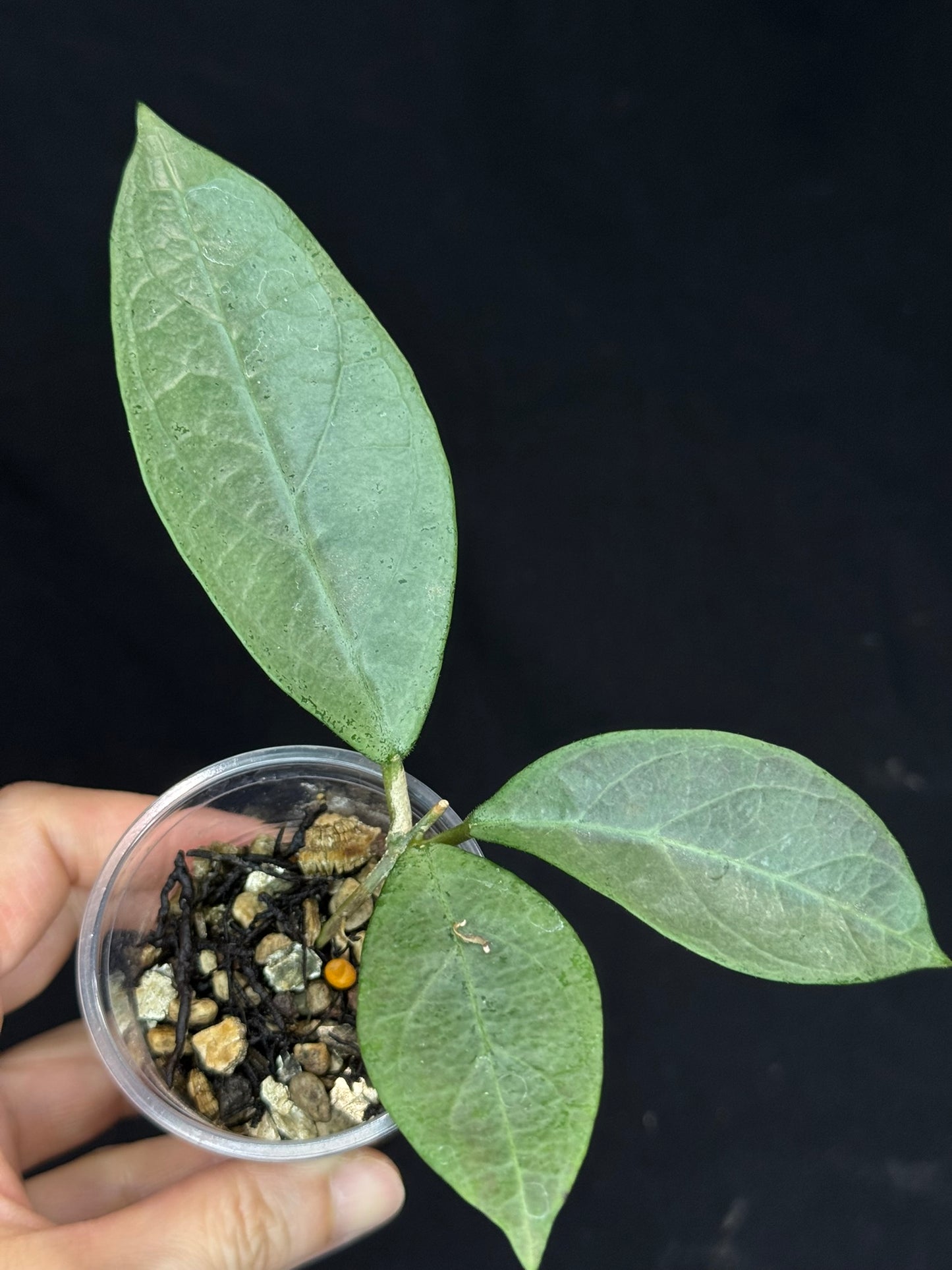 UNICORN🦄! Hoya Lai Chau Silver (#2),  silvery light green leaves, rare