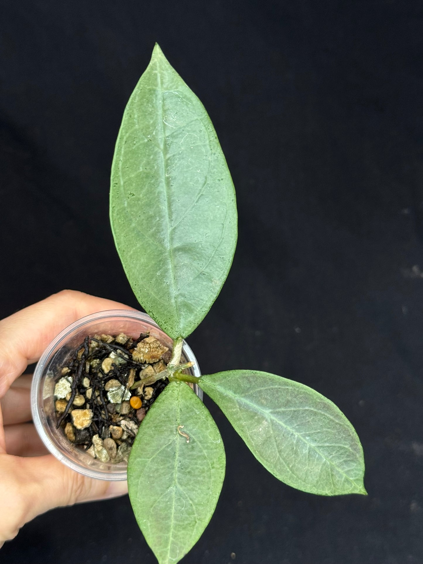 UNICORN🦄! Hoya Lai Chau Silver (#2),  silvery light green leaves, rare