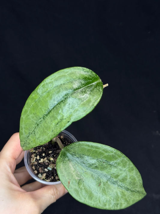 UNICORN🦄! Hoya latifolia rimba perak,  speical silvery leaves, rare