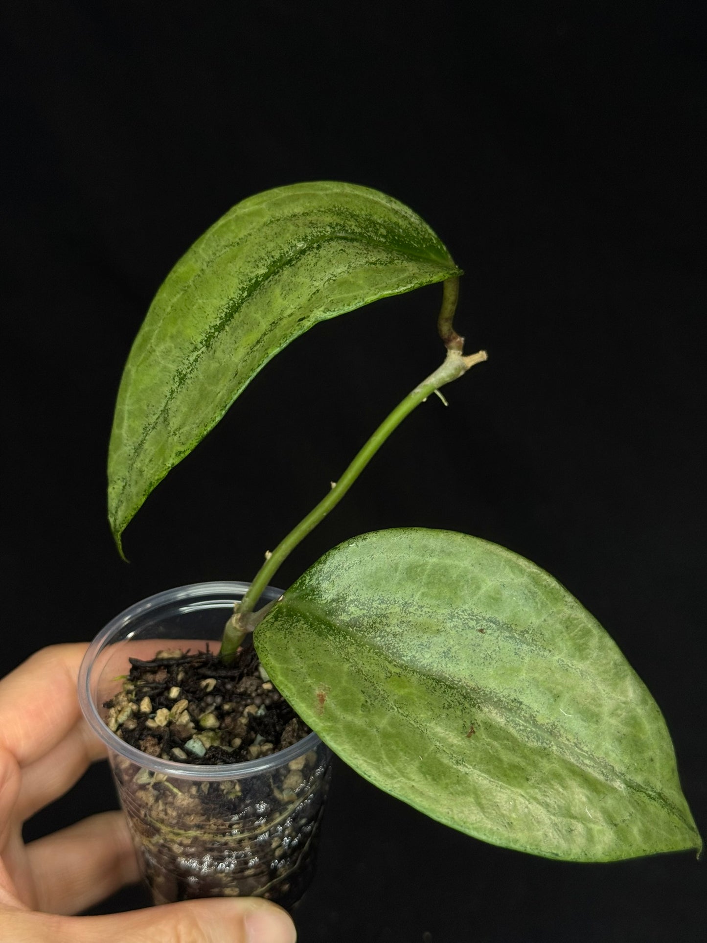 UNICORN🦄! Hoya latifolia rimba perak,  speical silvery leaves, rare