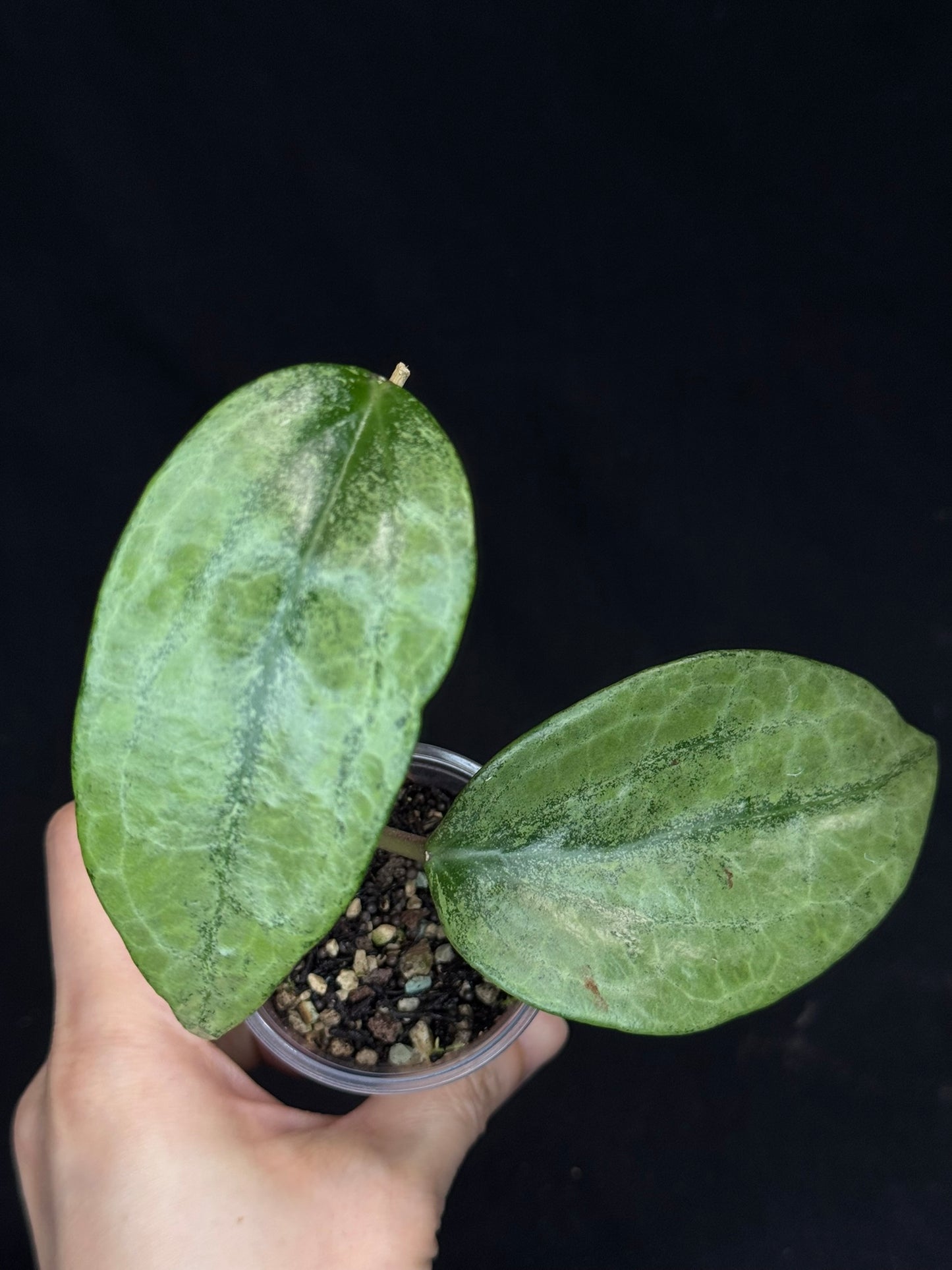 UNICORN🦄! Hoya latifolia rimba perak,  speical silvery leaves, rare