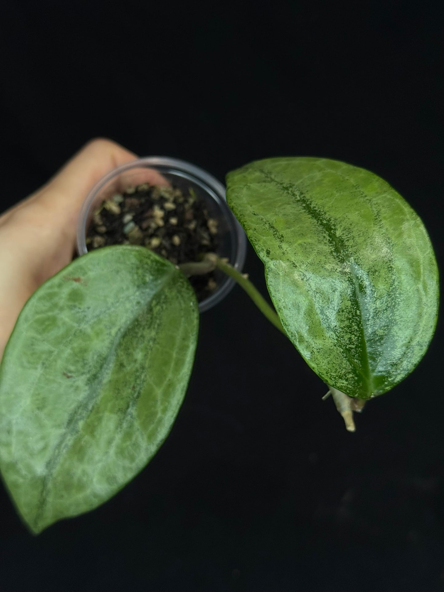 UNICORN🦄! Hoya latifolia rimba perak,  speical silvery leaves, rare