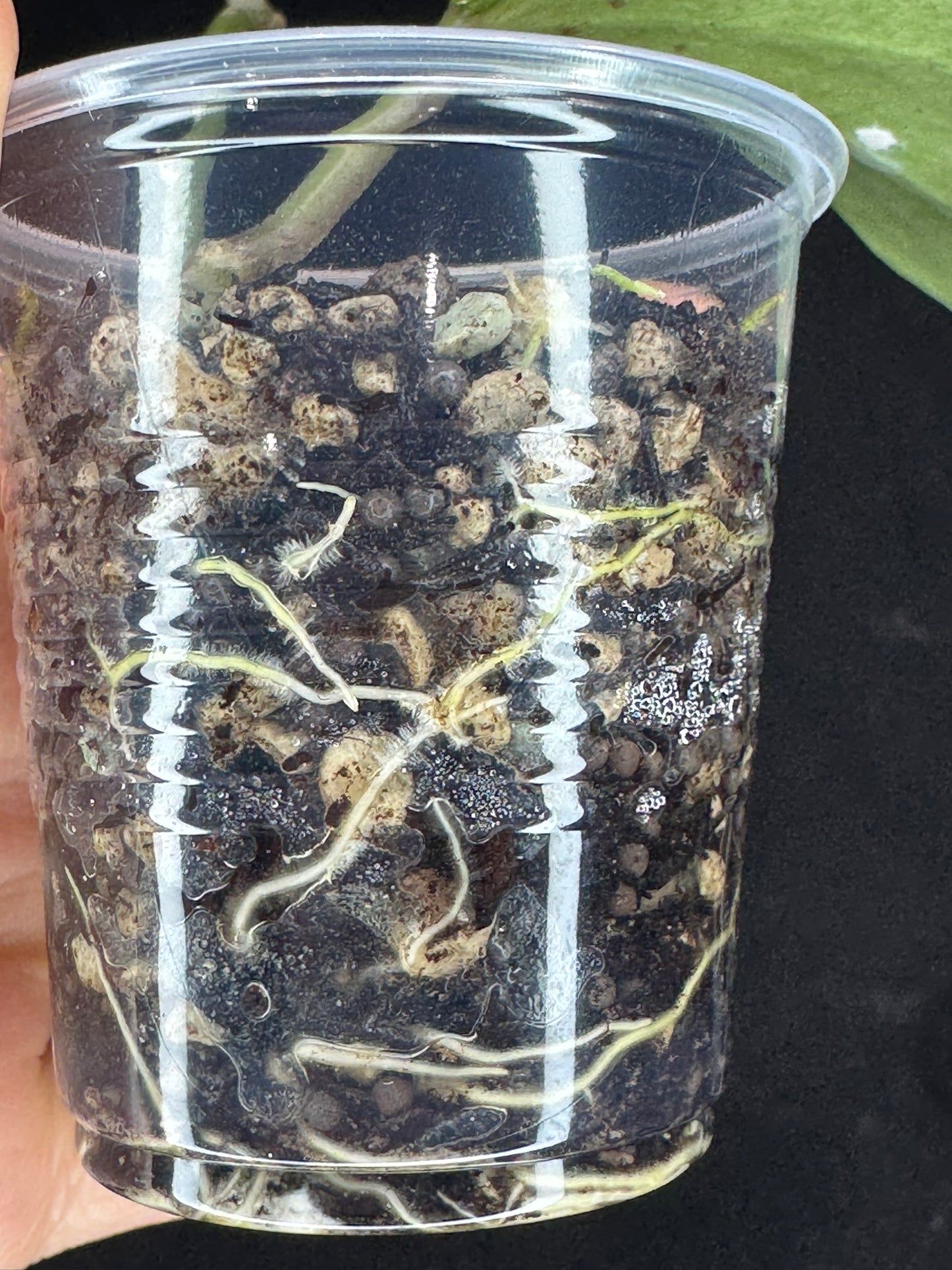 UNICORN🦄! Hoya latifolia rimba perak,  speical silvery leaves, rare