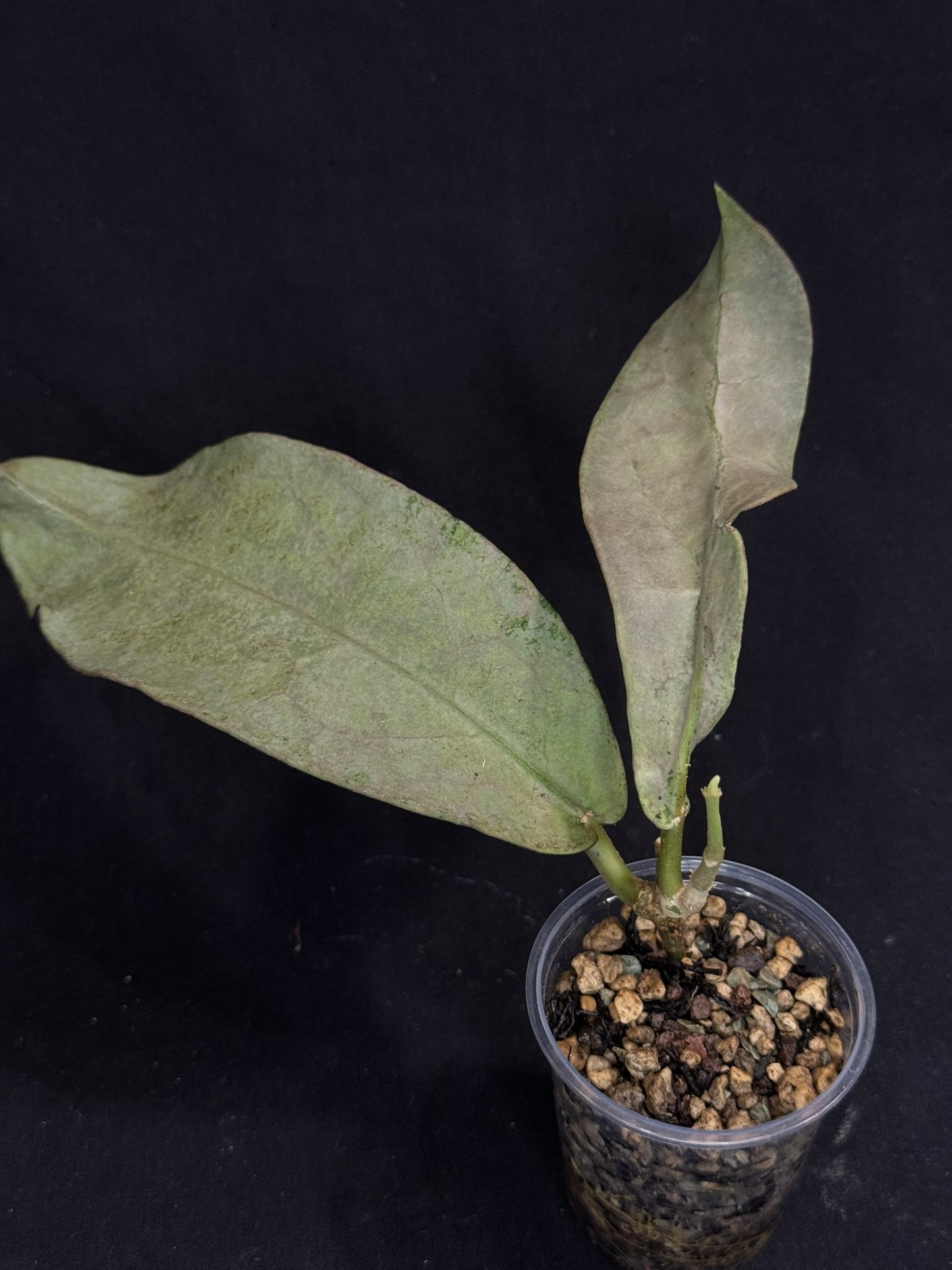 UNICORN🦄! Hoya Mitrata pearl gold, rare, rooted with growth point