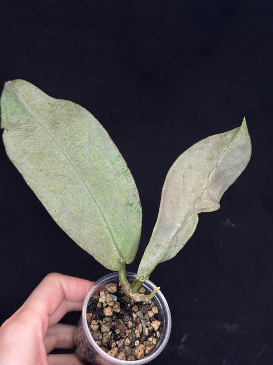 UNICORN🦄! Hoya Mitrata pearl gold, rare, rooted with growth point