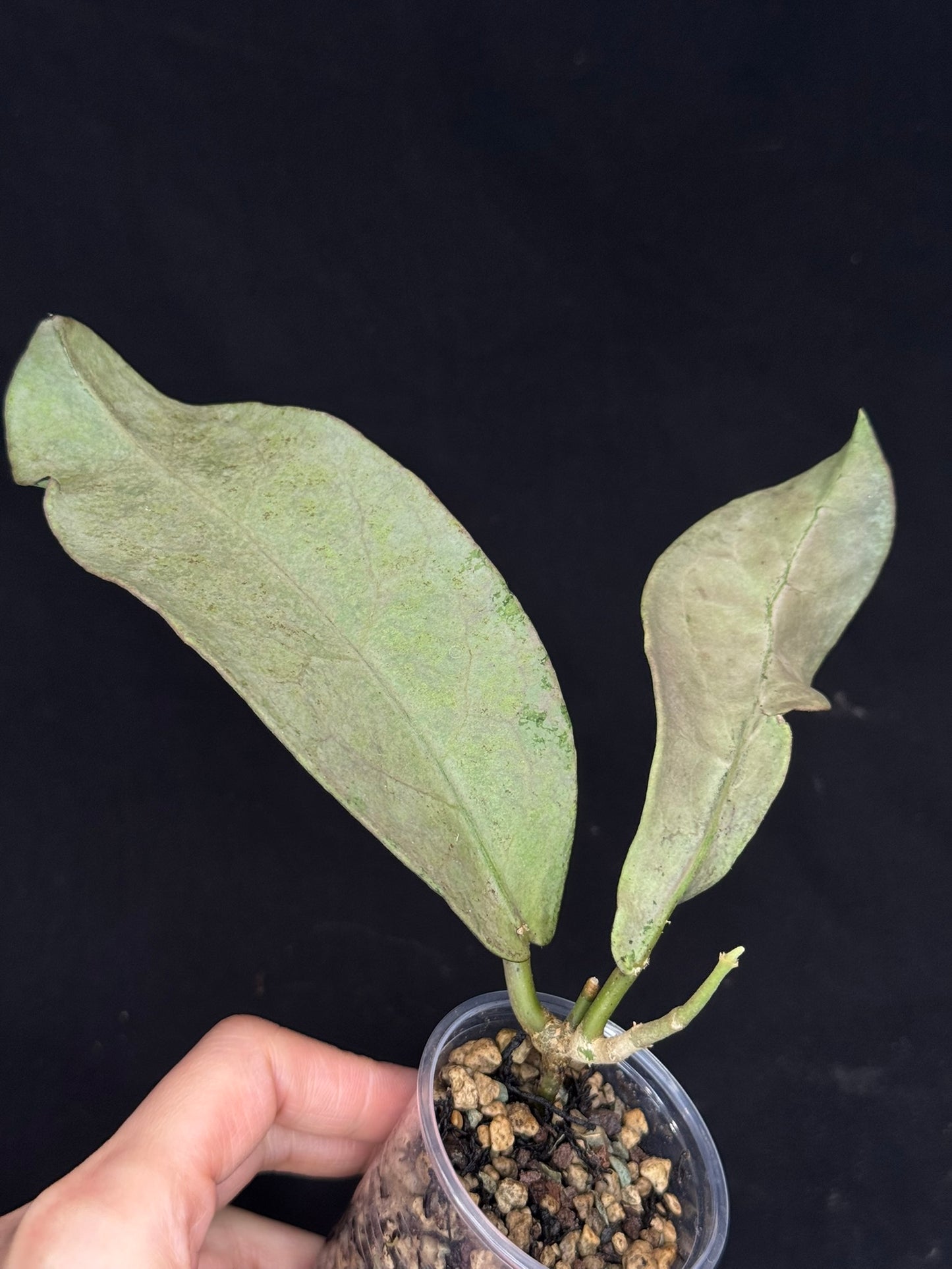 UNICORN🦄! Hoya Mitrata pearl gold, rare, rooted with growth point