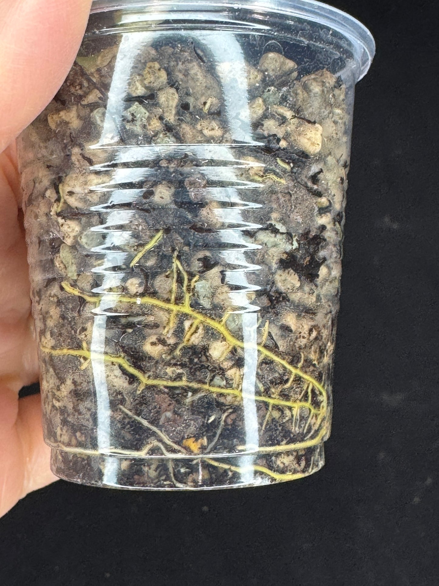 UNICORN🦄! Hoya Mitrata pearl gold, rare, rooted with growth point