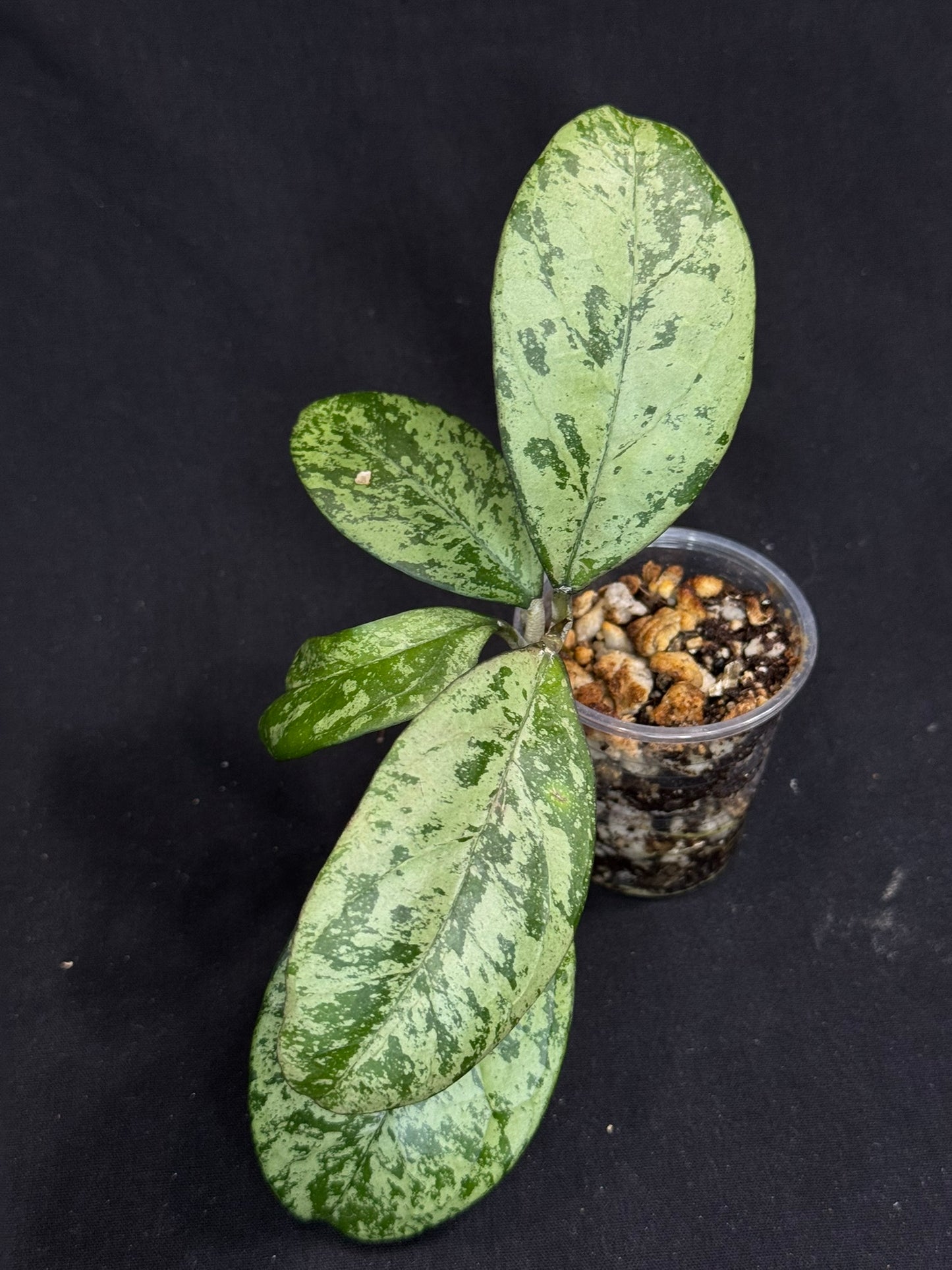 Hoya cv Meena, nice silvery leaves, rare